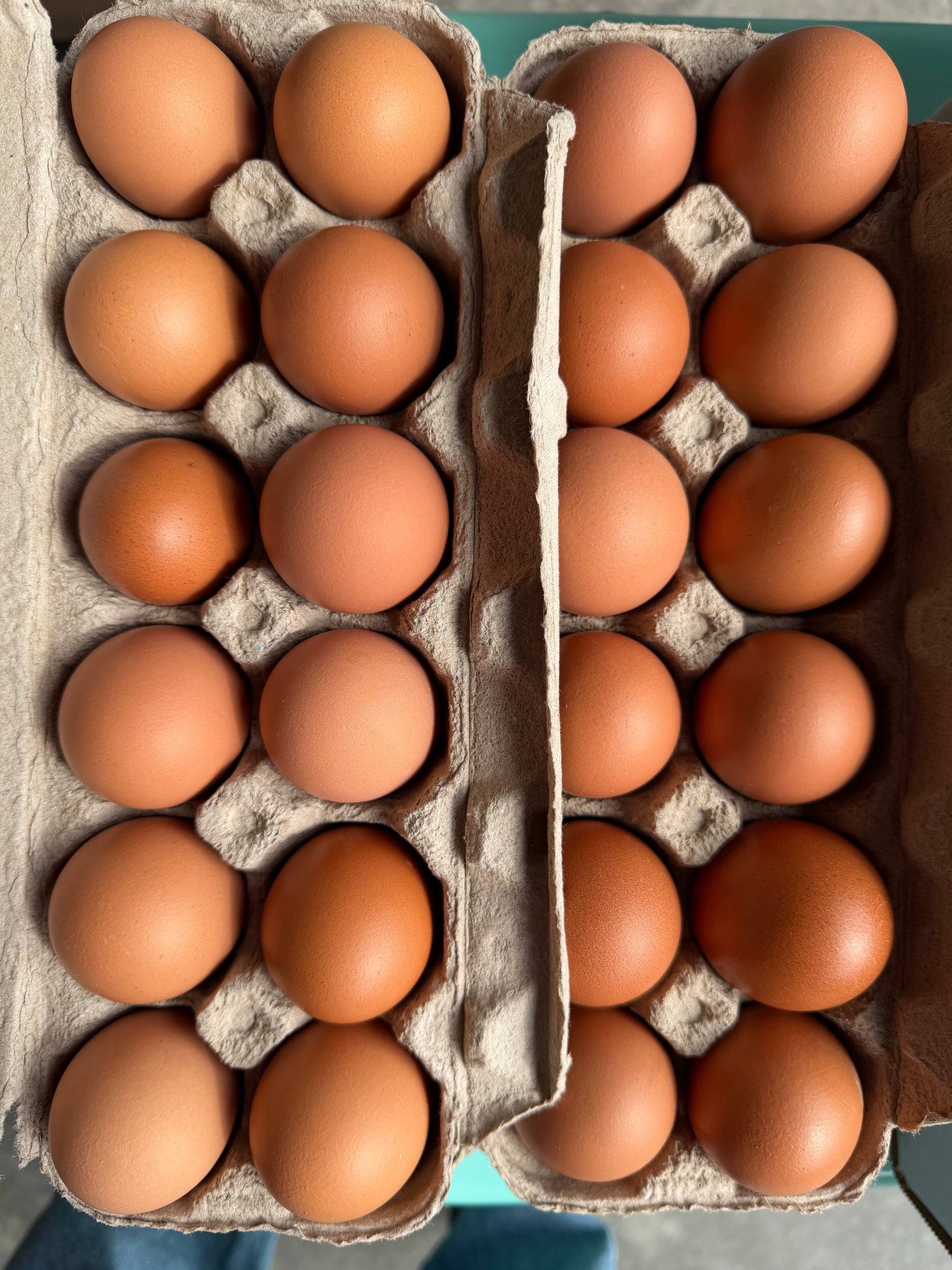 Pasture-Raised Eggs (Organic-Fed)