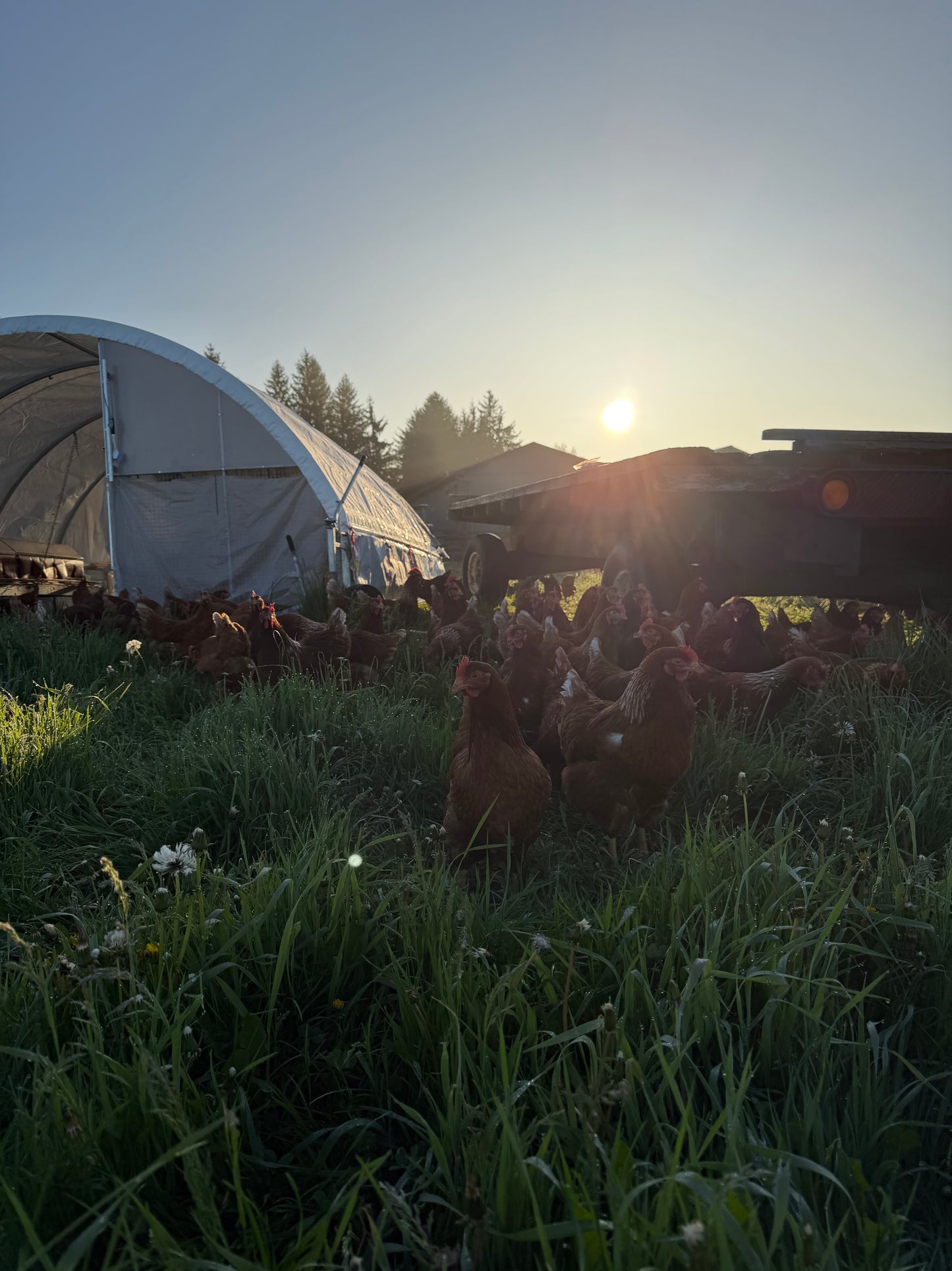 Pasture-Raised Eggs (Organic-Fed)