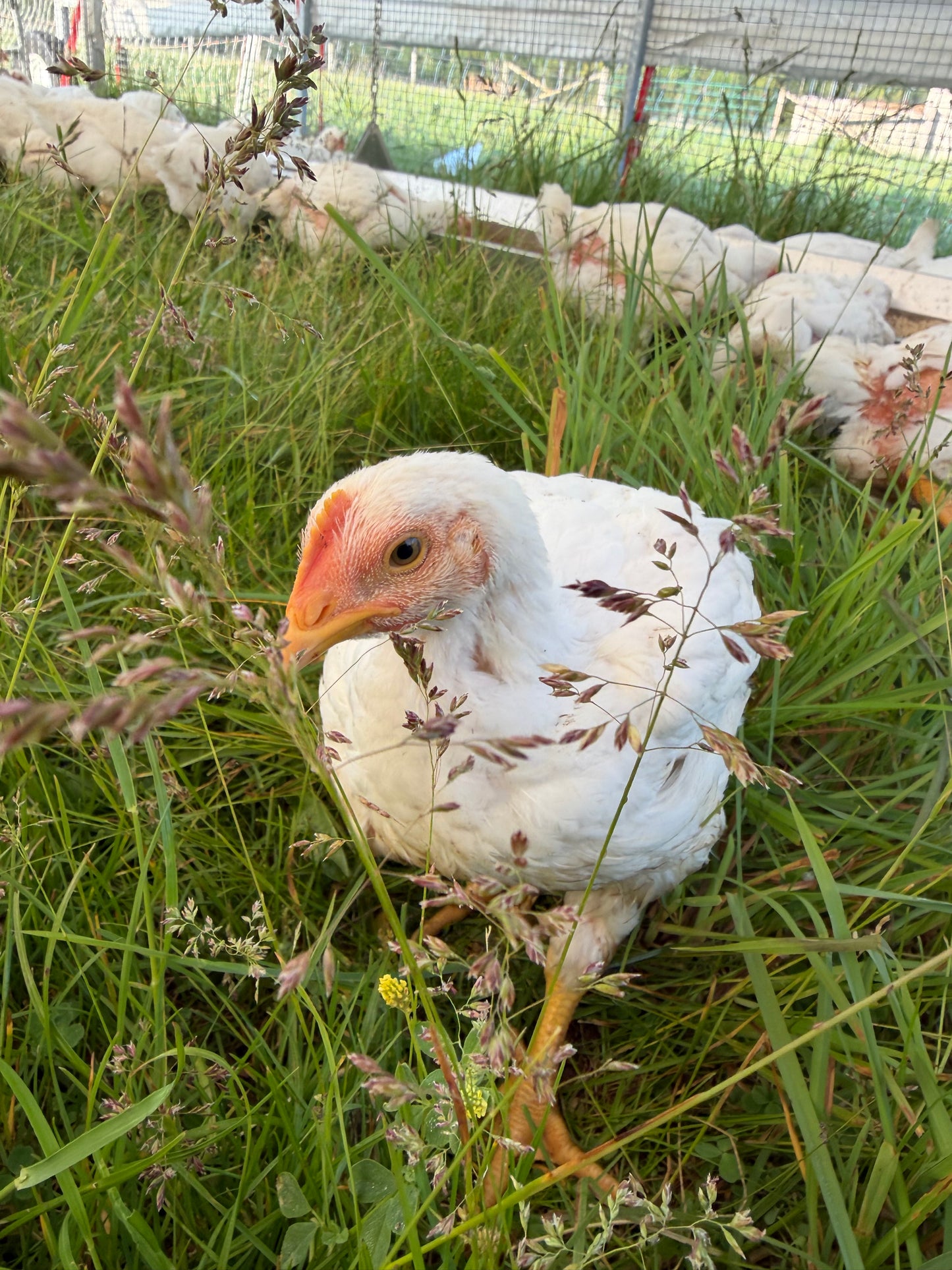 Whole Pasture-Raised Chicken (Organic-Fed)
