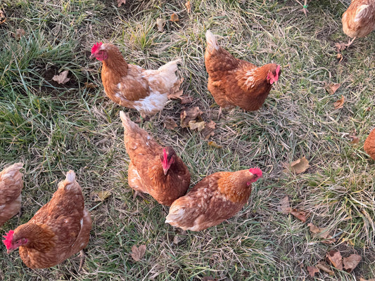 *Pre-order deposit* Whole Pasture-Raised Chicken (Organic-Fed)