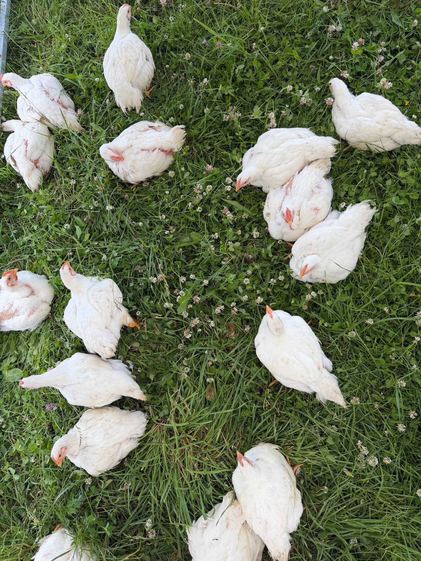 Whole Pasture-Raised Chicken (Organic-Fed)