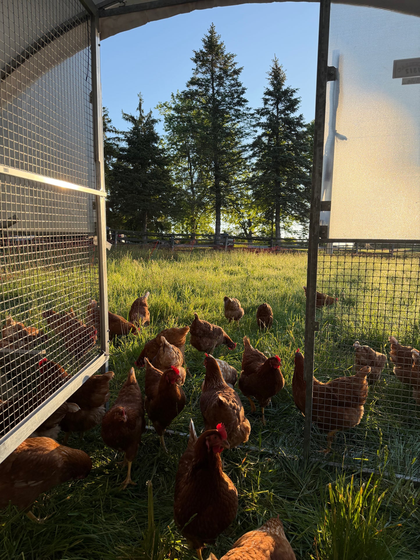 Pasture-Raised Eggs (Organic-Fed)